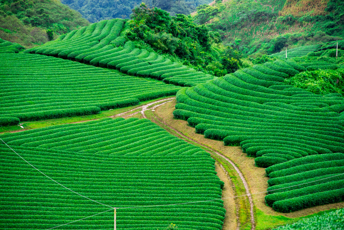 Tea hills in Moc Chau highland