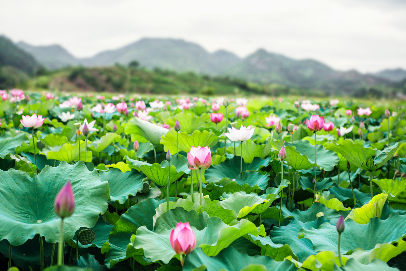 Lotus Flowers