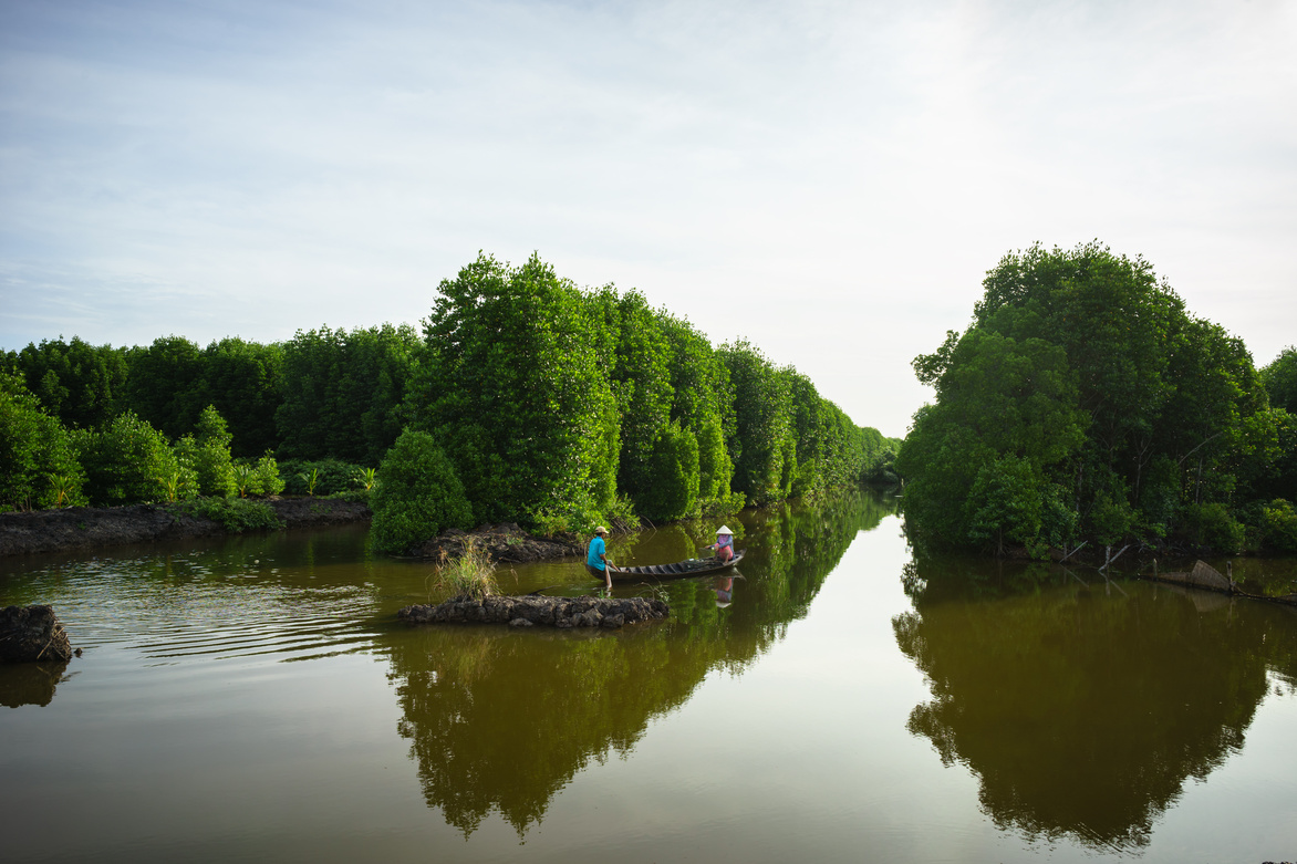 Mangrove Forest in Ca Mau Province