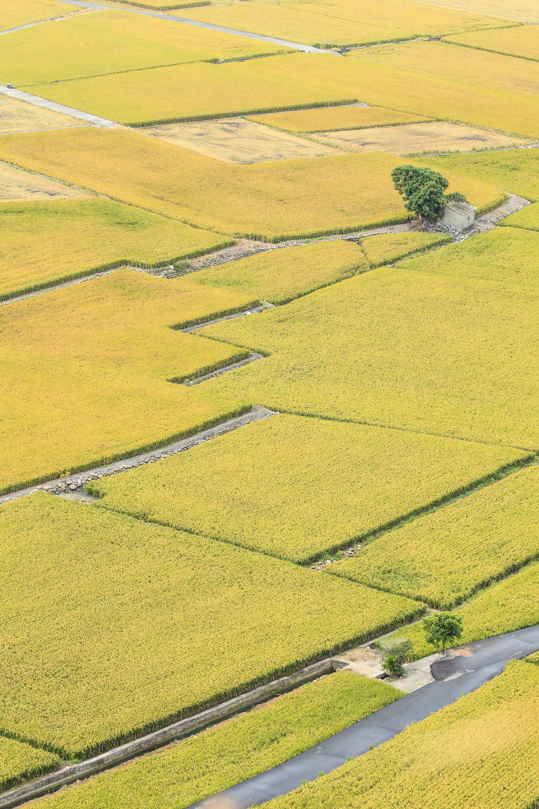 Rice Paddy