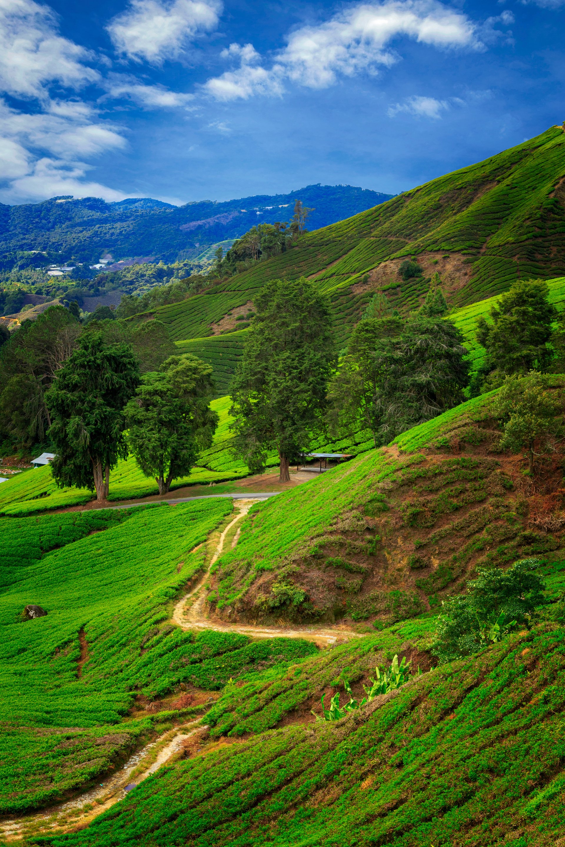 Cameron Highlands